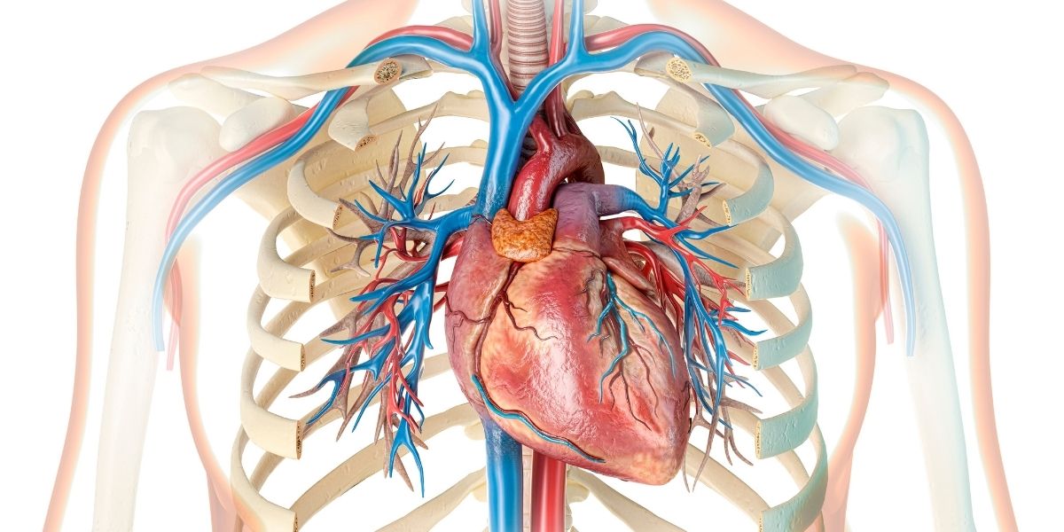 kalp hastaliklari dr caglar koc